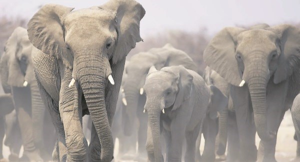 The incident of elephants